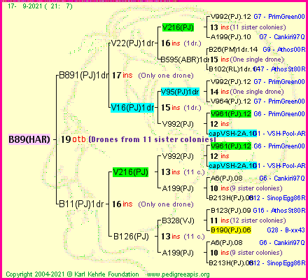 Pedigree of B89(HAR) :
four generations presented
it's temporarily unavailable, sorry!