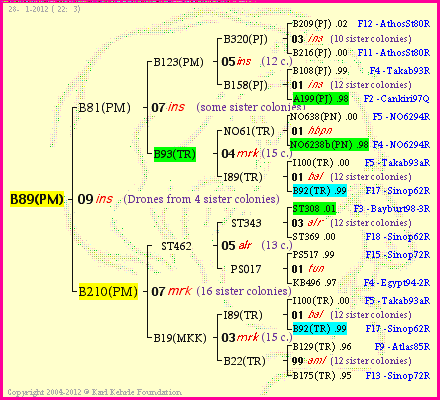 Pedigree of B89(PM) :
four generations presented