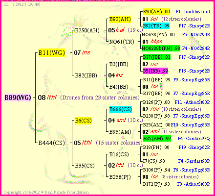 Pedigree of B89(WG) :
four generations presented