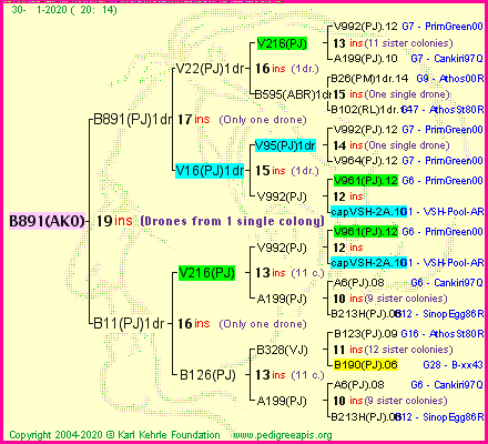 Pedigree of B891(AKO) :
four generations presented
it's temporarily unavailable, sorry!