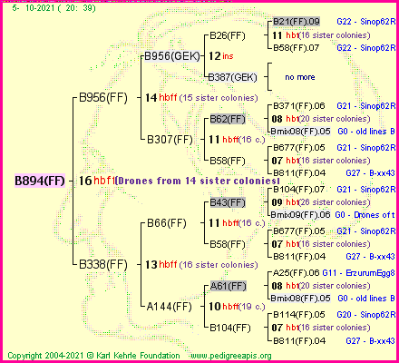 Pedigree of B894(FF) :
four generations presented
it's temporarily unavailable, sorry!