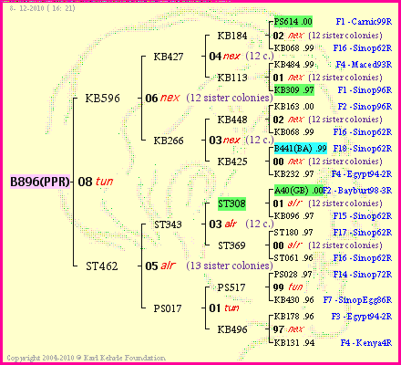 Pedigree of B896(PPR) :
four generations presented