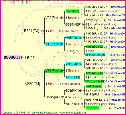 Pedigree of B8988(LS) :
four generations presented
it's temporarily unavailable, sorry!