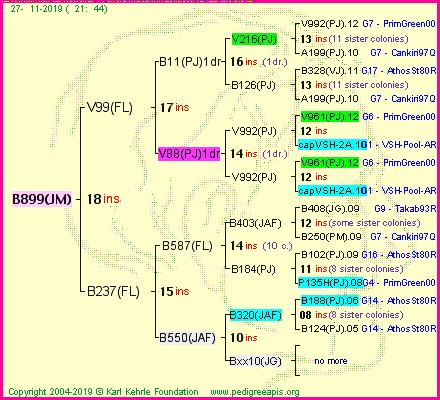 Pedigree of B899(JM) :
four generations presented<br />it's temporarily unavailable, sorry!