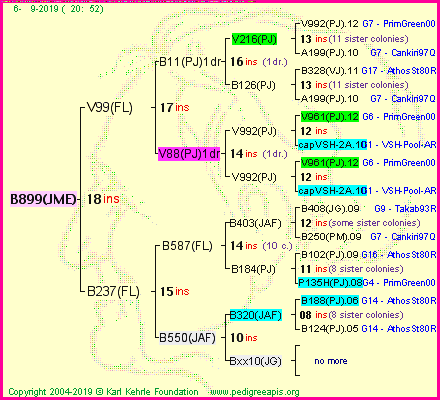 Pedigree of B899(JME) :
four generations presented<br />it's temporarily unavailable, sorry!