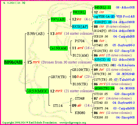 Pedigree of B89b(AB) :
four generations presented