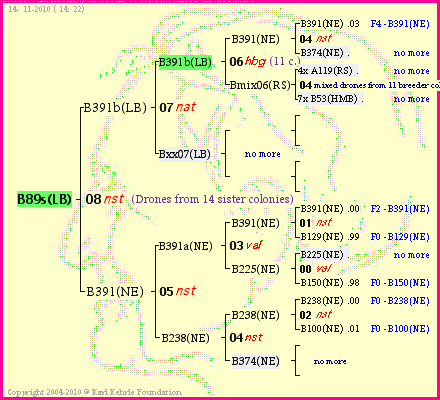 Pedigree of B89s(LB) :
four generations presented