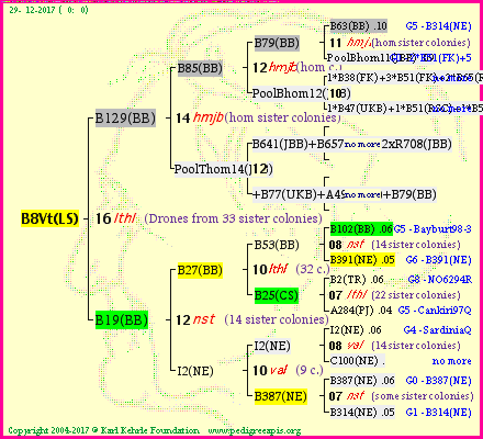 Pedigree of B8Vt(LS) :
four generations presented