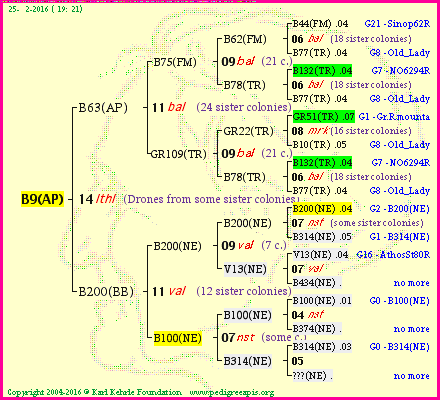 Pedigree of B9(AP) :
four generations presented