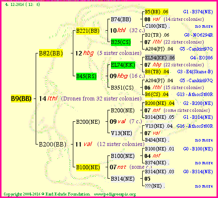 Pedigree of B9(BB) :
four generations presented