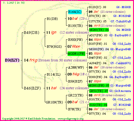 Pedigree of B9(BZF) :
four generations presented