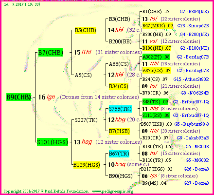 Pedigree of B9(CHB) :
four generations presented