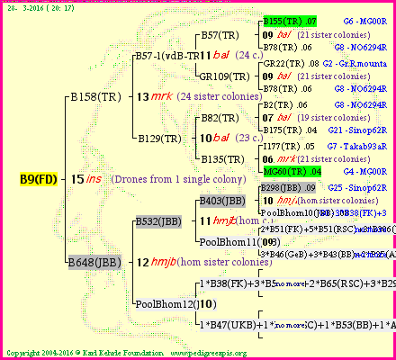 Pedigree of B9(FD) :
four generations presented