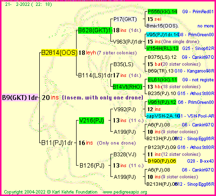 Pedigree of B9(GKT)1dr :
four generations presented
it's temporarily unavailable, sorry!