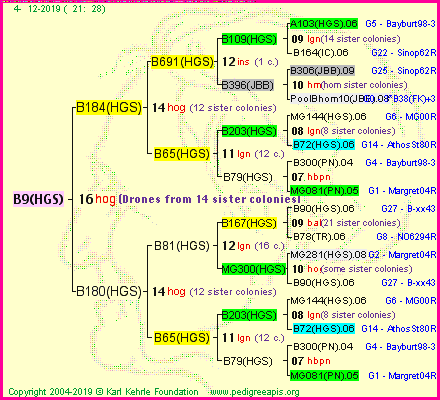 Pedigree of B9(HGS) :
four generations presented<br />it's temporarily unavailable, sorry!