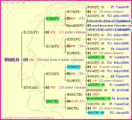 Pedigree of B9(HLS) :
four generations presented