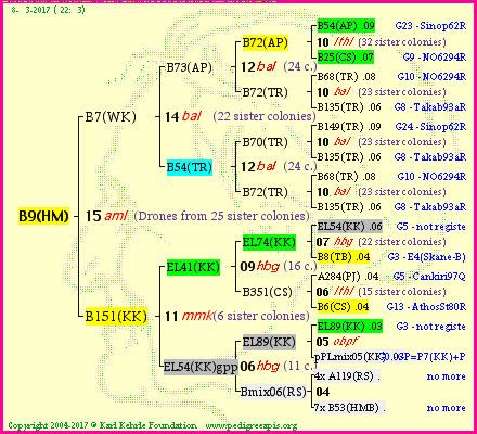 Pedigree of B9(HM) :
four generations presented