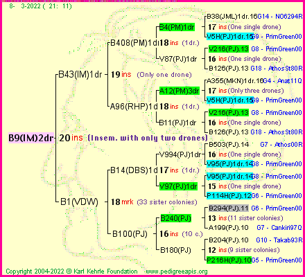 Pedigree of B9(IM)2dr :
four generations presented
it's temporarily unavailable, sorry!