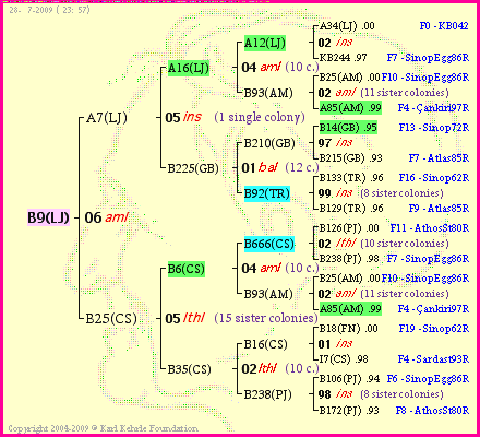 Pedigree of B9(LJ) :
four generations presented