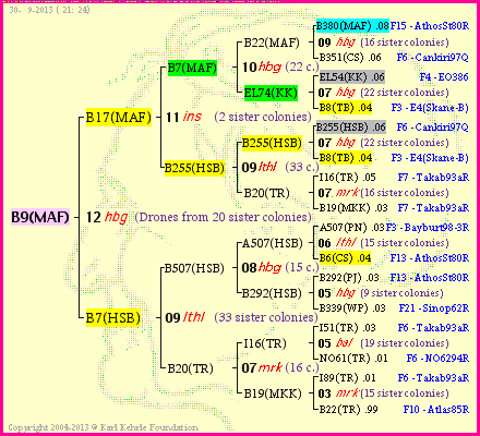 Pedigree of B9(MAF) :
four generations presented