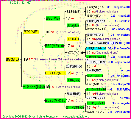 Pedigree of B9(ME) :
four generations presented
it's temporarily unavailable, sorry!