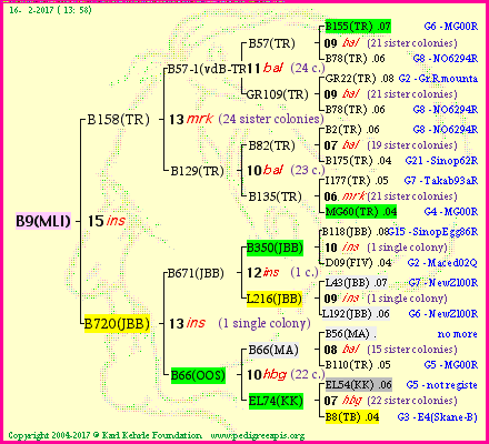 Pedigree of B9(MLI) :
four generations presented