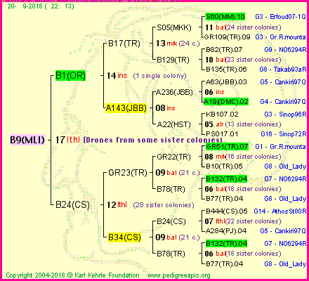 Pedigree of B9(MLI) :
four generations presented<br />it's temporarily unavailable, sorry!