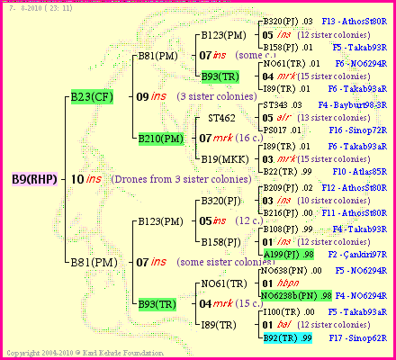 Pedigree of B9(RHP) :
four generations presented