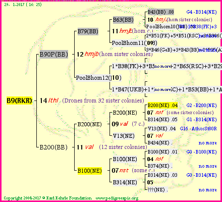 Pedigree of B9(RKR) :
four generations presented