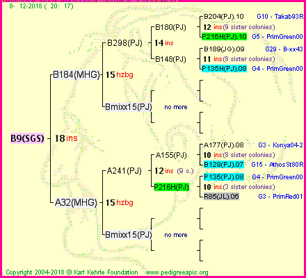 Pedigree of B9(SGS) :
four generations presented
it's temporarily unavailable, sorry!