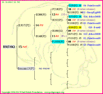 Pedigree of B9(THK) :
four generations presented