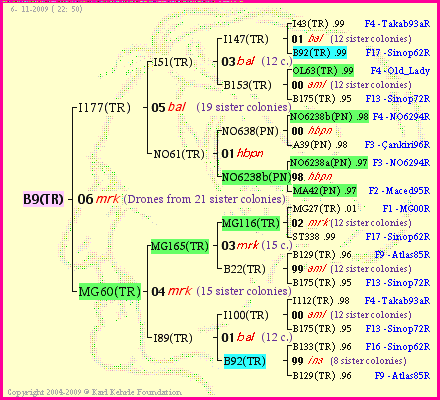 Pedigree of B9(TR) :
four generations presented