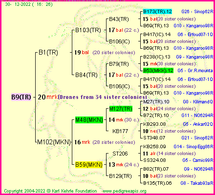 Pedigree of B9(TR) :
four generations presented
it's temporarily unavailable, sorry!