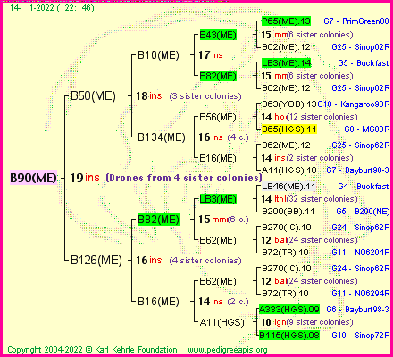 Pedigree of B90(ME) :
four generations presented
it's temporarily unavailable, sorry!