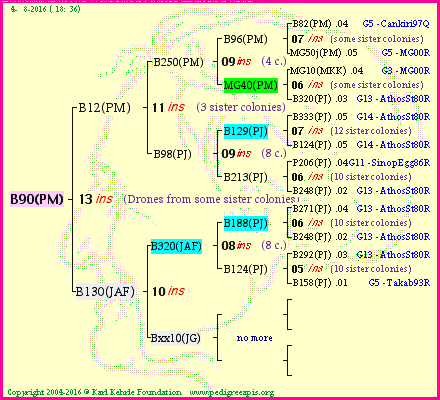 Pedigree of B90(PM) :
four generations presented