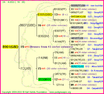 Pedigree of B901(GBE) :
four generations presented
it's temporarily unavailable, sorry!