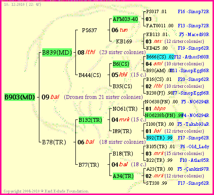 Pedigree of B903(MD) :
four generations presented