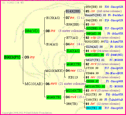 Pedigree of B903(PY) :
four generations presented