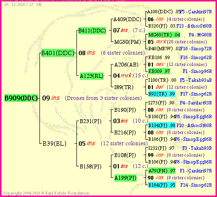 Pedigree of B909(DDC) :
four generations presented