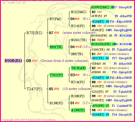 Pedigree of B90R(BS) :
four generations presented