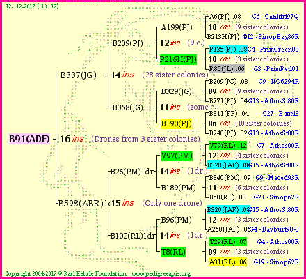 Pedigree of B91(ADE) :
four generations presented