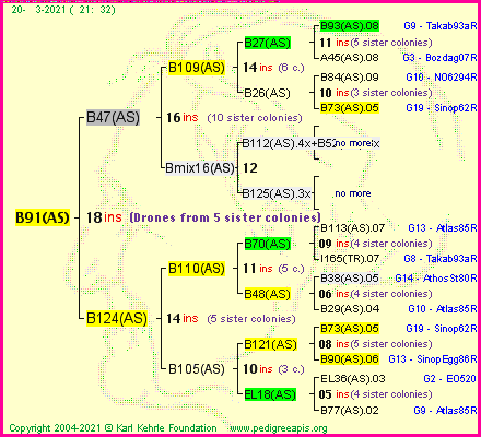 Pedigree of B91(AS) :
four generations presented
it's temporarily unavailable, sorry!