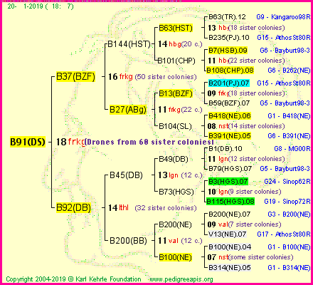 Pedigree of B91(DS) :
four generations presented<br />it's temporarily unavailable, sorry!