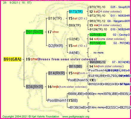 Pedigree of B91(GRA) :
four generations presented
it's temporarily unavailable, sorry!