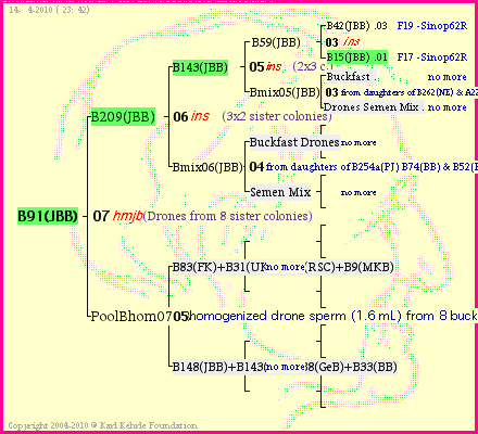 Pedigree of B91(JBB) :
four generations presented