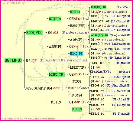 Pedigree of B91(JPD) :
four generations presented