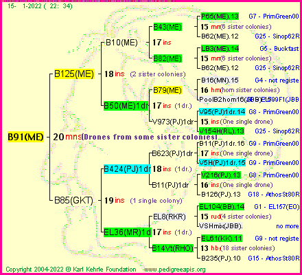 Pedigree of B91(ME) :
four generations presented
it's temporarily unavailable, sorry!