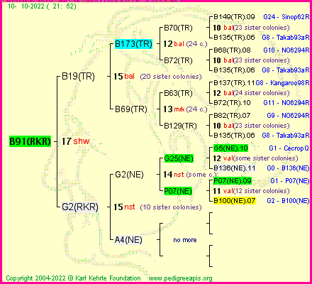 Pedigree of B91(RKR) :
four generations presented
it's temporarily unavailable, sorry!