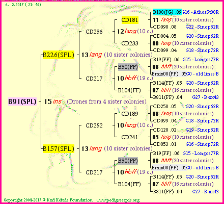 Pedigree of B91(SPL) :
four generations presented