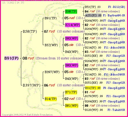 Pedigree of B91(TP) :
four generations presented